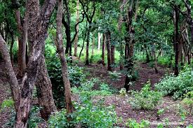 Marayoor Sandalwood Forests