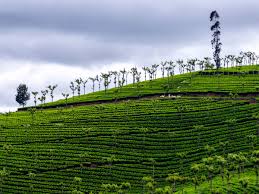 Tea Estate Landscape