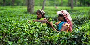 Tea Picking in Ooty