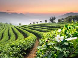 Scenic Tea Gardens